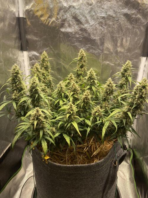 Papaya Cookies Auto Living Soil. Week 3