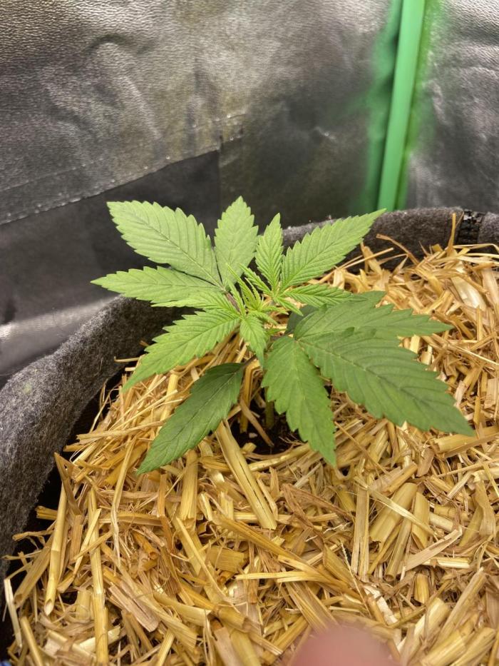 Gelato Auto Living Soil. Week 3 - Stand erster Tag Woche 3