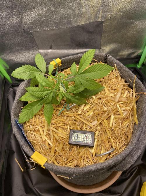 Gelato Auto Living Soil. Week 4