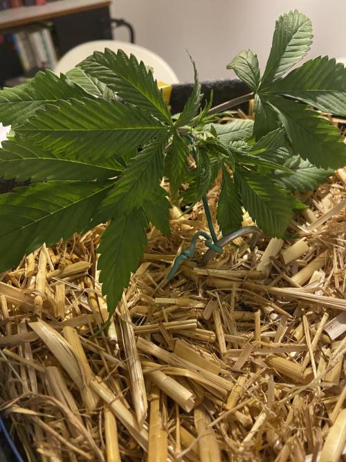 Gelato Auto Living Soil. Week 4