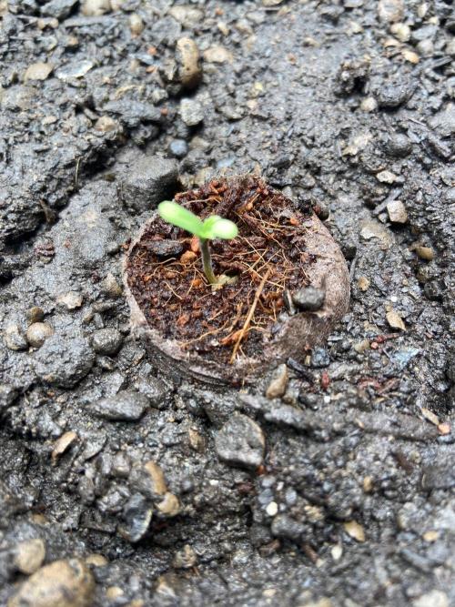 Papaya Cookies Auto Living Soil. Week 1