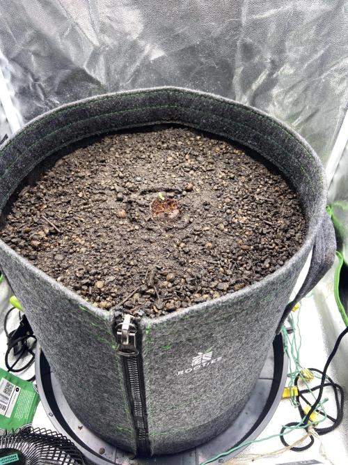 Papaya Cookies Auto Living Soil. Week 1