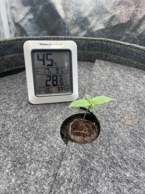 Papaya Cookies Auto Living Soil. Week 2