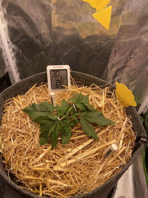 Papaya Cookies Auto Living Soil. Week 3