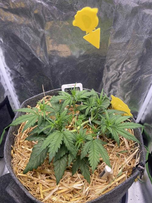 Papaya Cookies Auto Living Soil. Week 4
