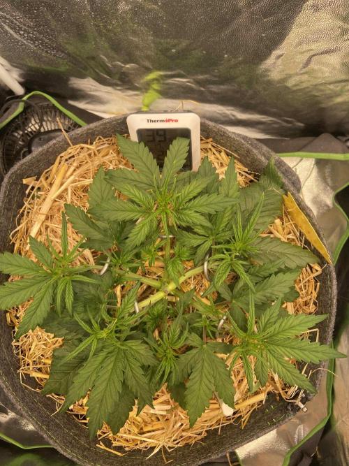 Papaya Cookies Auto Living Soil. Week 4