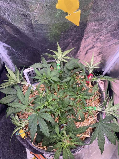 Papaya Cookies Auto Living Soil. Week 5