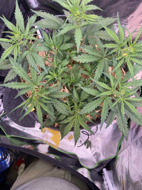 Papaya Cookies Auto Living Soil. Week 5