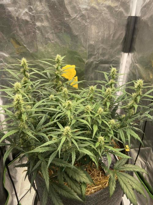 Papaya Cookies Auto Living Soil. Week 6