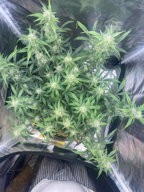 Papaya Cookies Auto Living Soil. Week 6