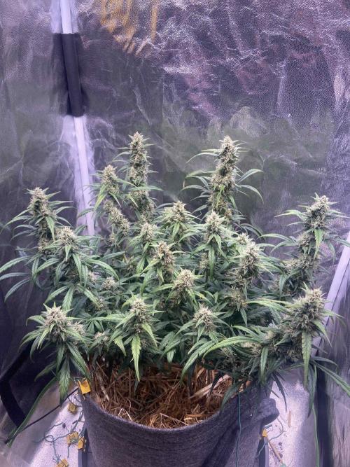 Papaya Cookies Auto Living Soil. Week 7