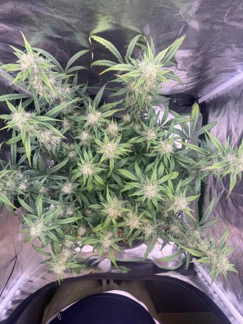 Papaya Cookies Auto Living Soil. Week 7