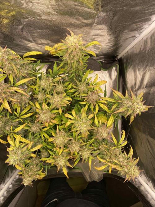 Papaya Cookies Auto Living Soil. Week 10