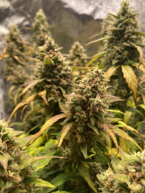 Papaya Cookies Auto Living Soil. Week 10