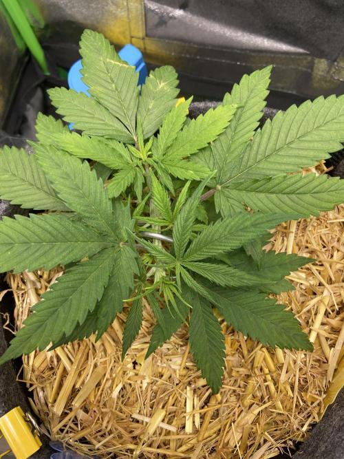 Gelato Auto Living Soil. Week 4