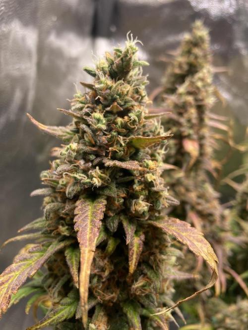 Papaya Cookies Auto Living Soil. Week 11