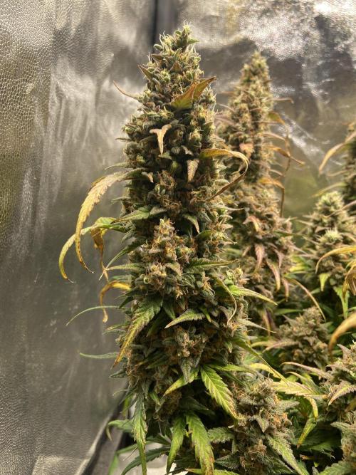 Papaya Cookies Auto Living Soil. Week 11