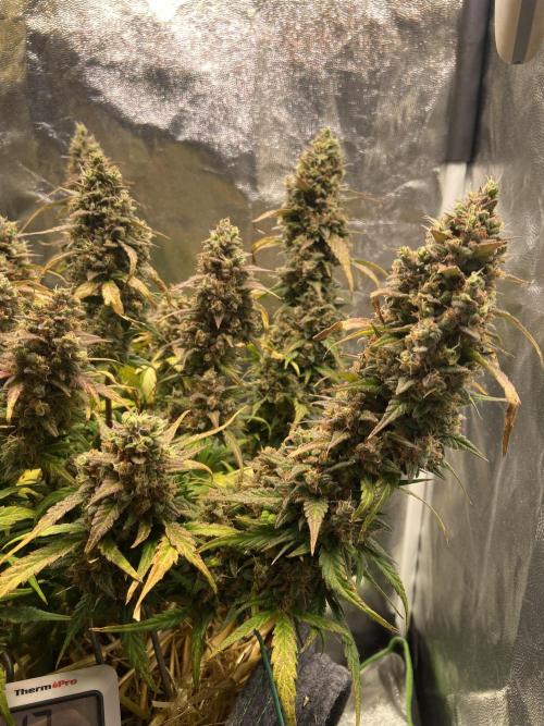 Papaya Cookies Auto Living Soil. Week 11