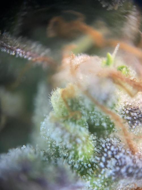 Papaya Cookies Auto Living Soil. Week 11