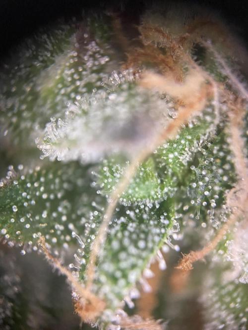 Papaya Cookies Auto Living Soil. Week 11