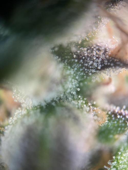 Papaya Cookies Auto Living Soil. Week 11