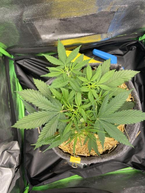 Gelato Auto Living Soil. Week 5