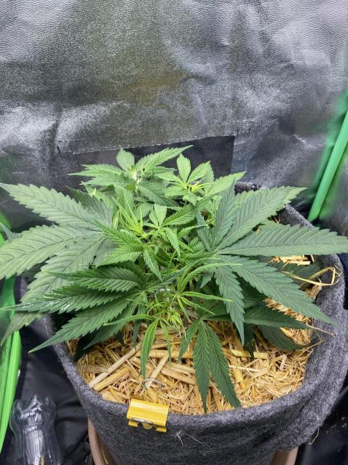 Gelato Auto Living Soil. Week 5
