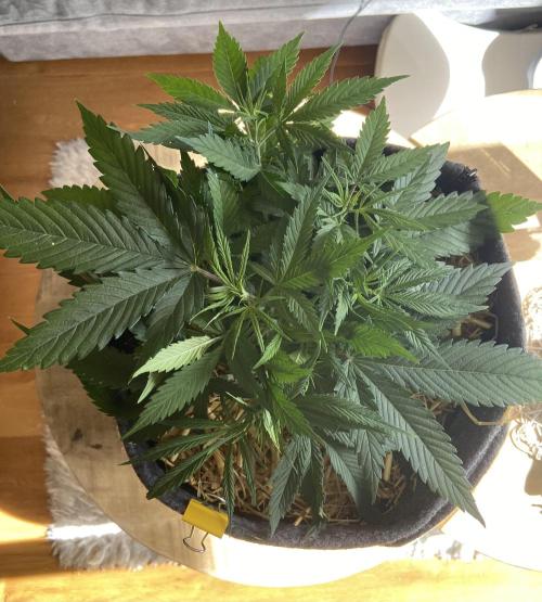 Gelato Auto Living Soil. Week 5