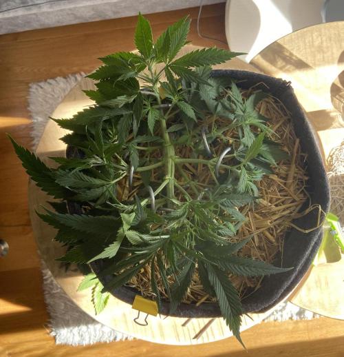 Gelato Auto Living Soil. Week 5