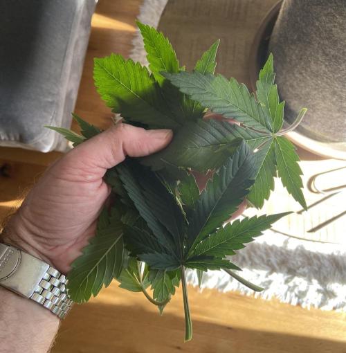 Gelato Auto Living Soil. Week 5