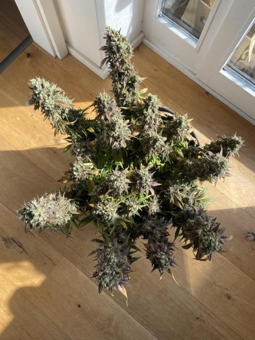 Papaya Cookies Auto Living Soil. Week 11