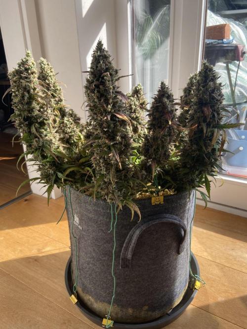 Papaya Cookies Auto Living Soil. Week 11