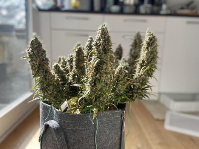 Papaya Cookies Auto Living Soil. Week 11