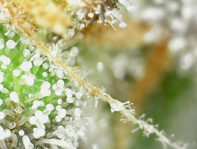 Papaya Cookies Auto Living Soil. Week 11