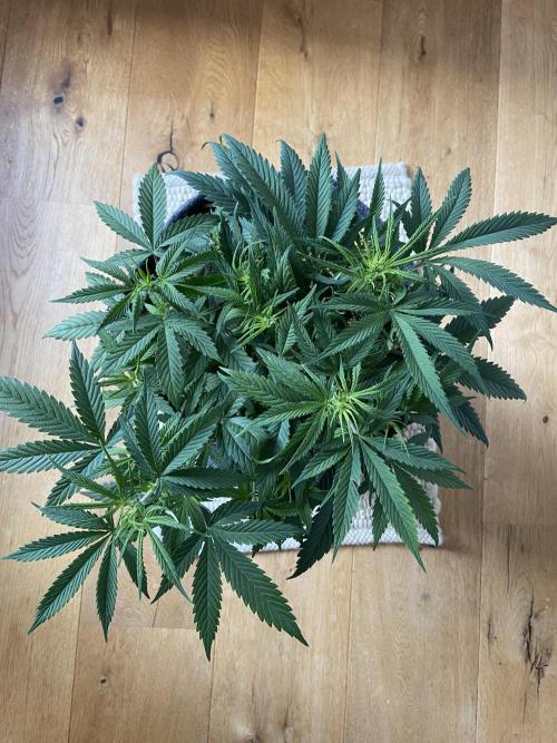Gelato Auto Living Soil. Week 6