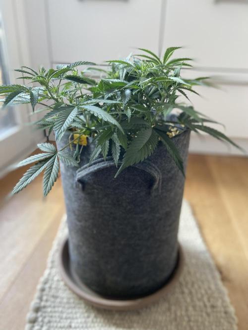 Gelato Auto Living Soil. Week 6