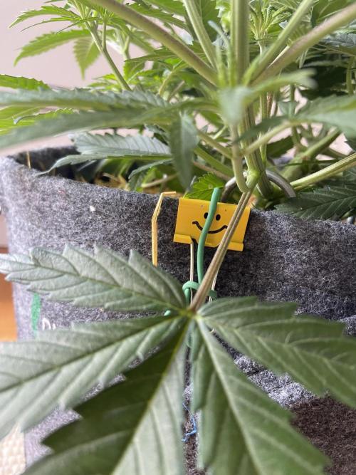 Gelato Auto Living Soil. Week 6