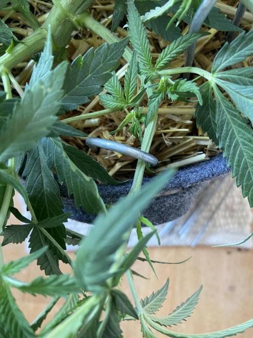 Gelato Auto Living Soil. Week 6