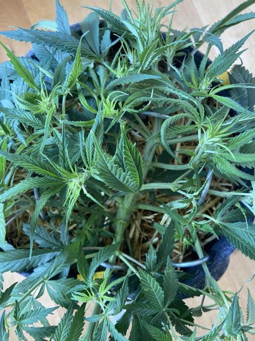 Gelato Auto Living Soil. Week 6