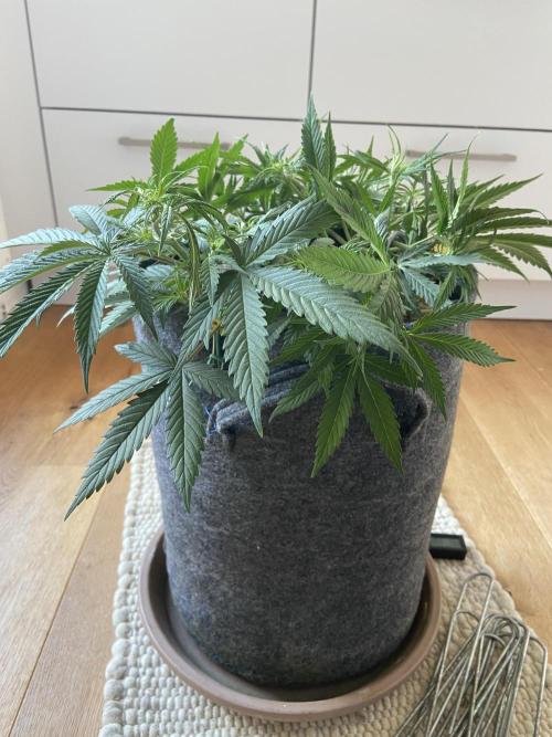 Gelato Auto Living Soil. Week 6