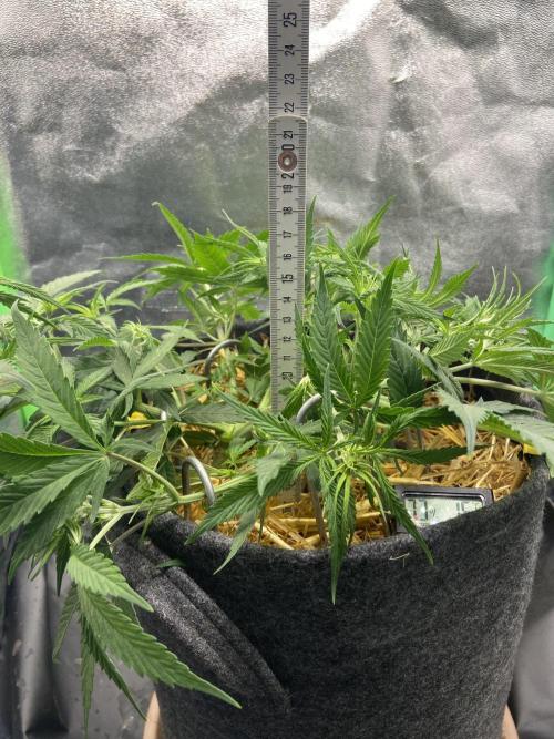 Gelato Auto Living Soil. Week 6
