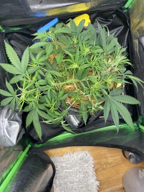 Gelato Auto Living Soil. Week 6
