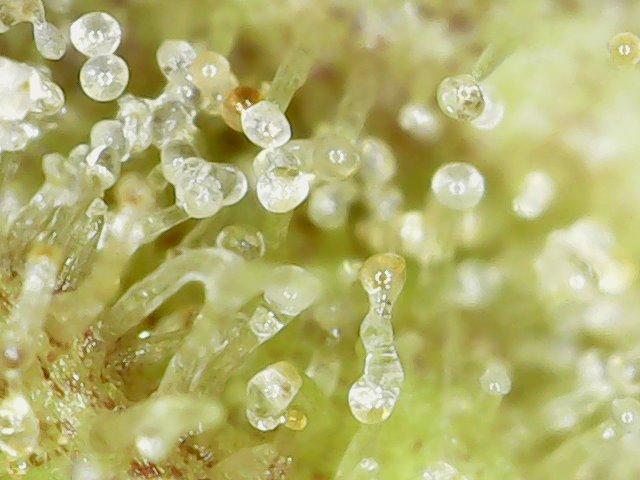 Papaya Cookies Auto Living Soil. Week 12