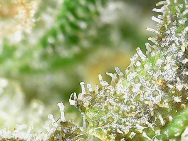 Papaya Cookies Auto Living Soil. Week 12