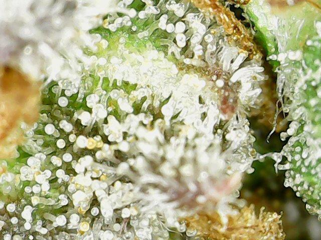 Papaya Cookies Auto Living Soil. Week 12
