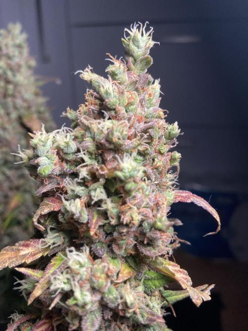 Papaya Cookies Auto Living Soil. Week 12