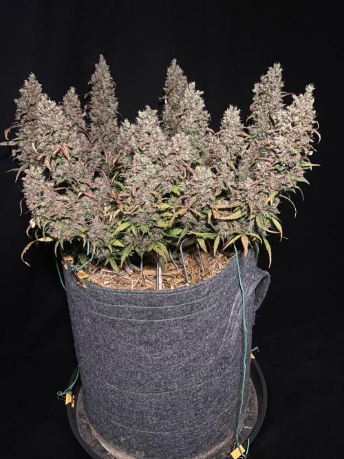 Papaya Cookies Auto Living Soil. Week 12
