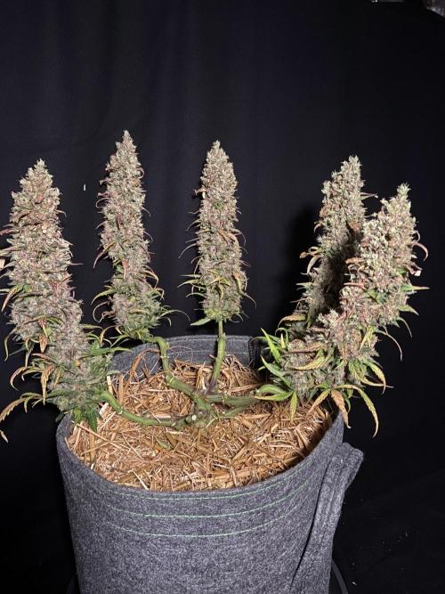 Papaya Cookies Auto Living Soil. Week 12