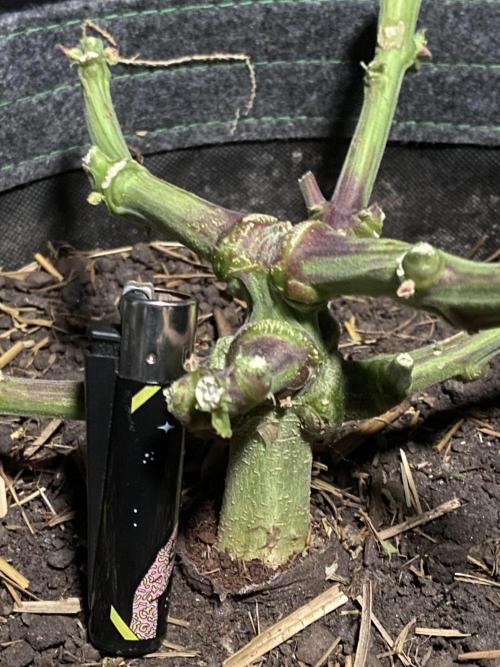 Papaya Cookies Auto Living Soil. Week 12