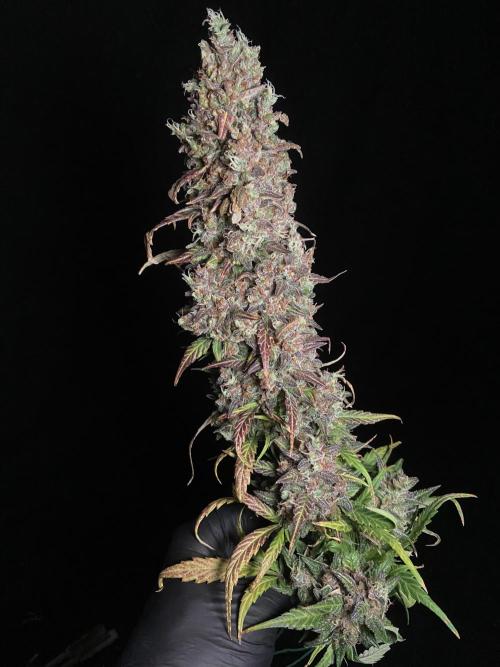 Papaya Cookies Auto Living Soil. Week 12